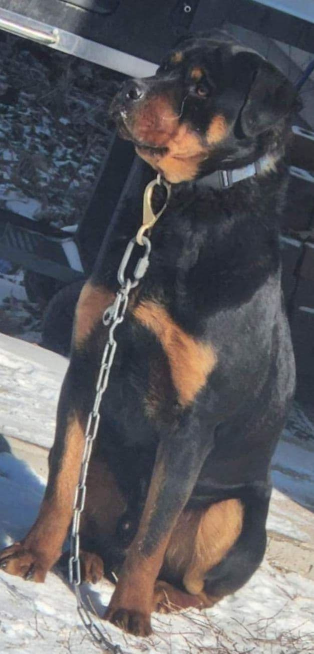 Rottweiler Puppies breeder image 1