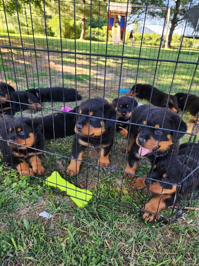 Rottweiler Puppies media 2
