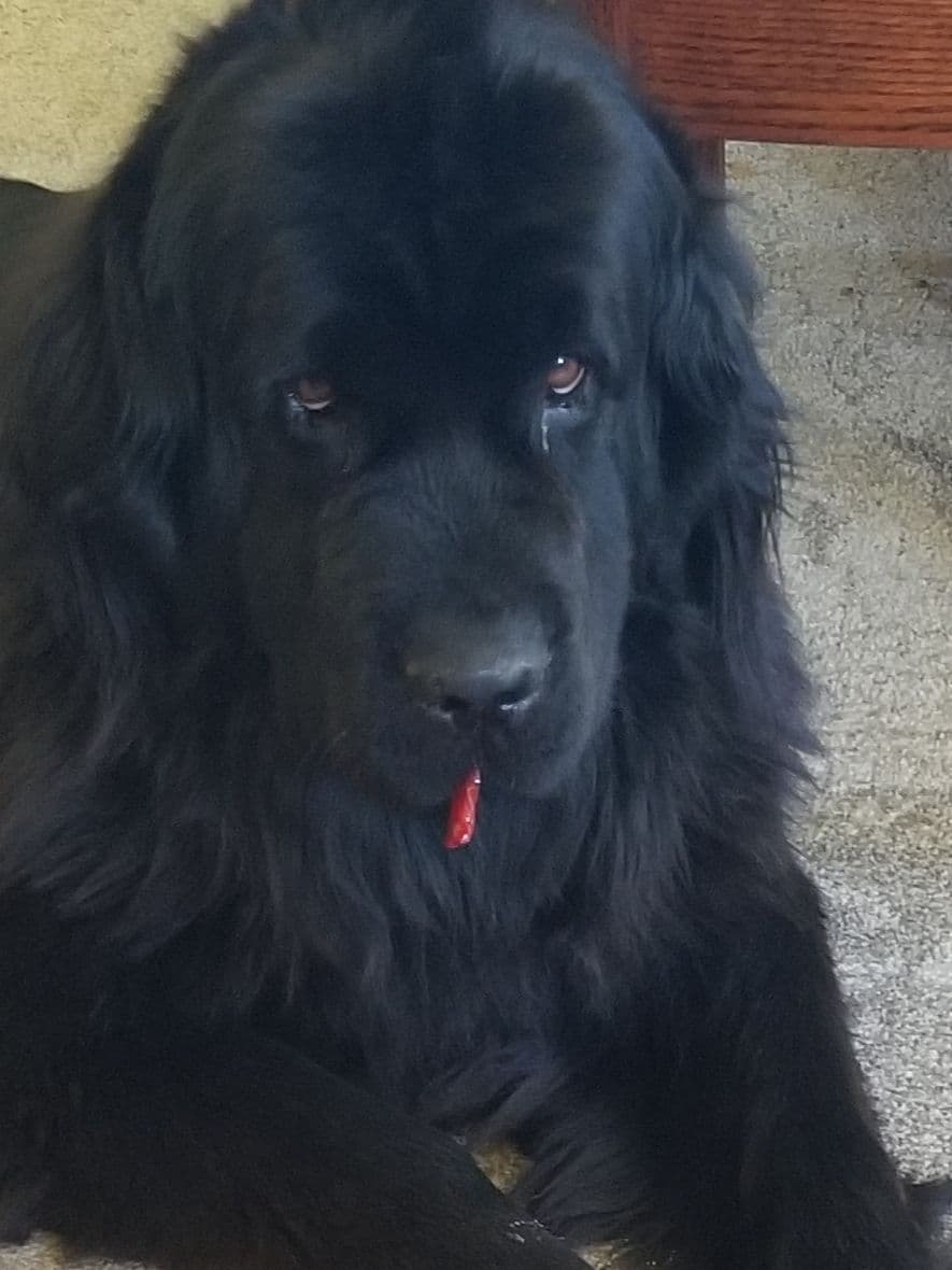 Beautiful OFA Newfoundland Puppies breeder image 1