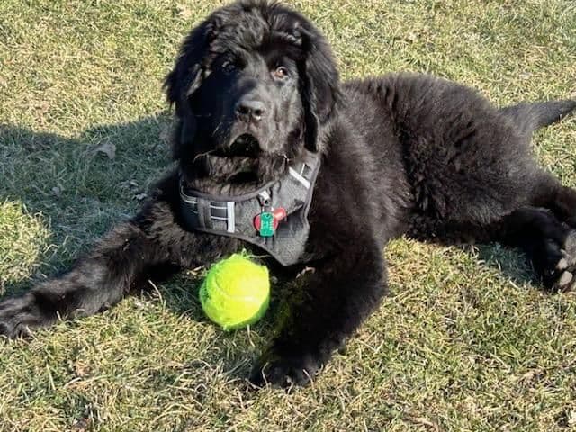 Beautiful OFA Newfoundland Puppies breeder image 5