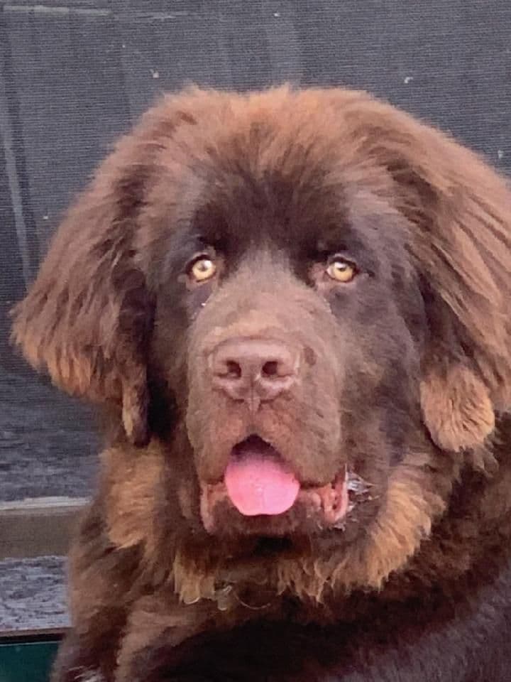 Beautiful OFA Newfoundland Puppies breeder image 6