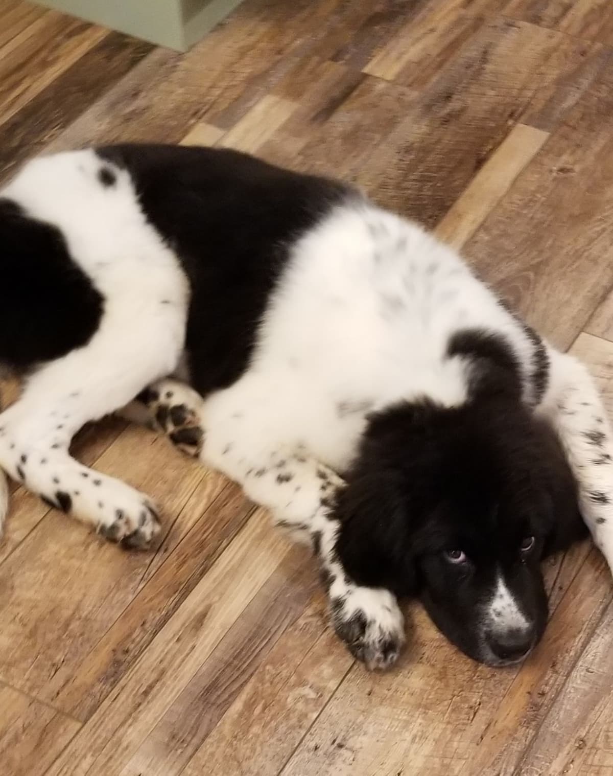Beautiful OFA Newfoundland Puppies breeder image 7