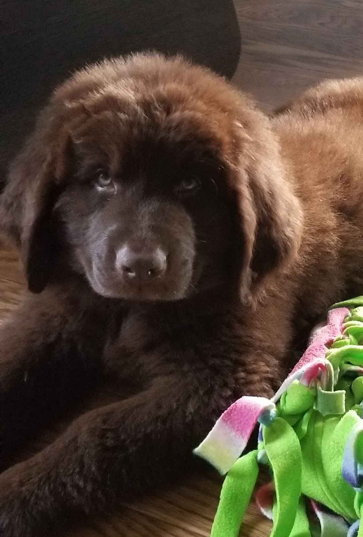 Beautiful OFA Newfoundland Puppies breeder image 8