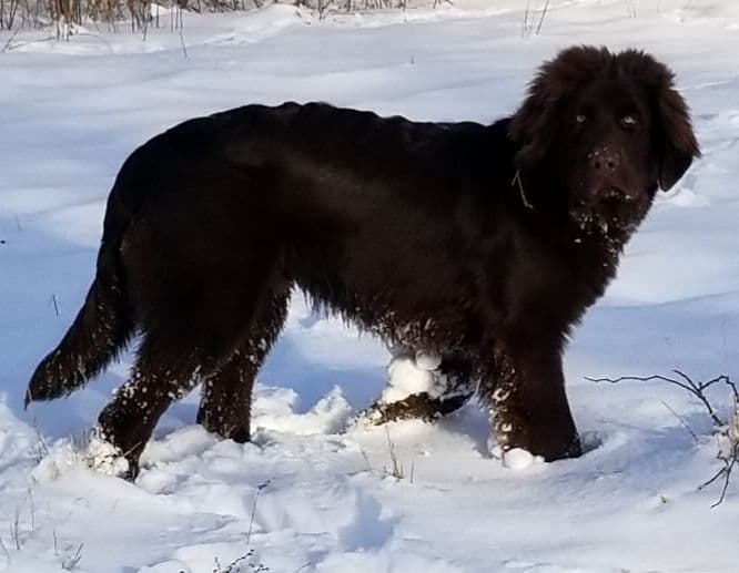 Beautiful OFA Newfoundland Puppies breeder image 2