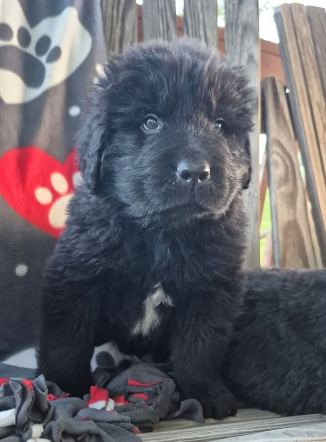 Beautiful OFA Newfoundland Puppies media 7