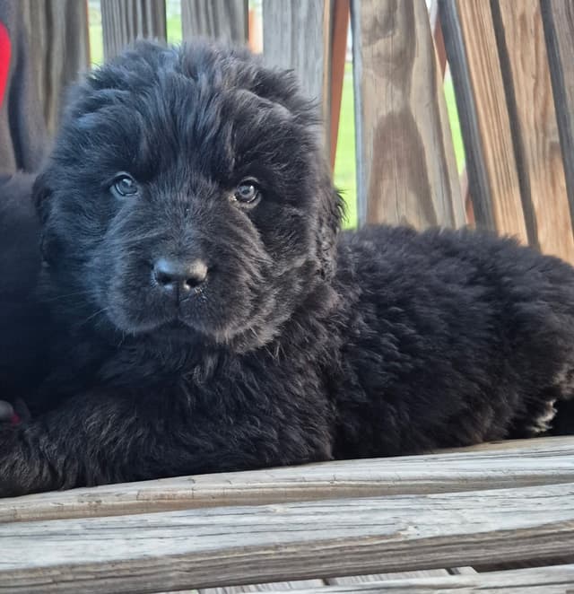 Beautiful OFA Newfoundland Puppies media 8