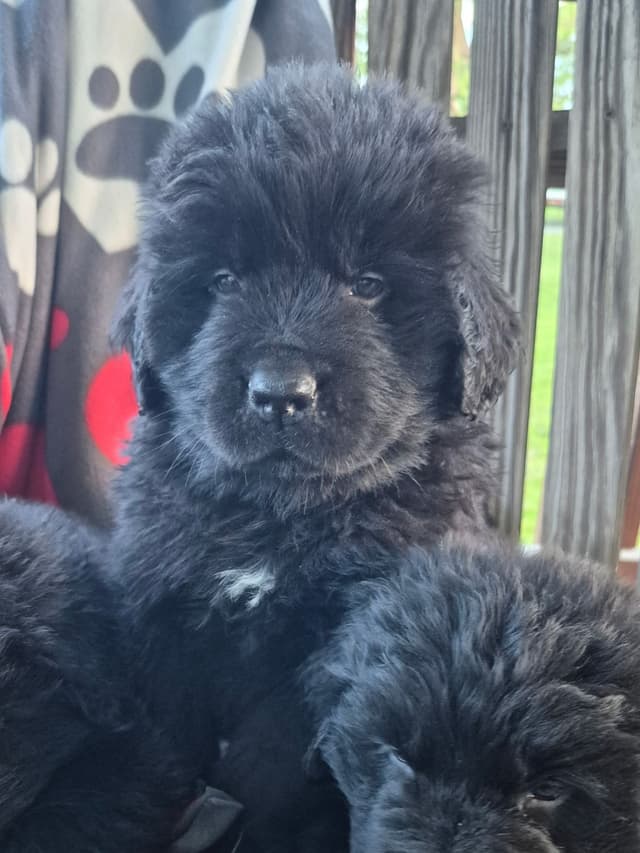 Beautiful OFA Newfoundland Puppies media 10