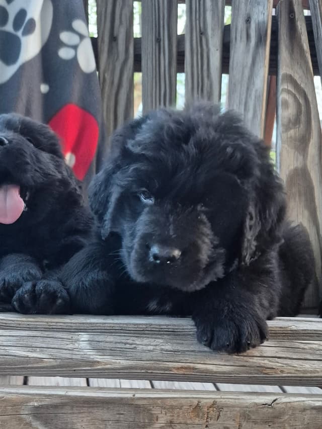 Beautiful OFA Newfoundland Puppies media 11