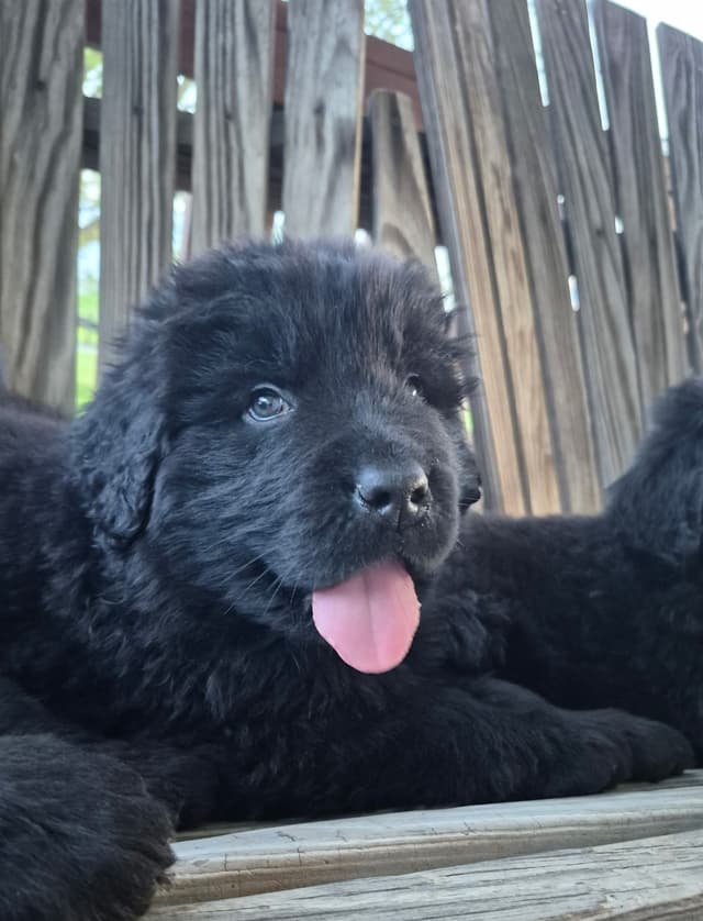 Beautiful OFA Newfoundland Puppies media 12