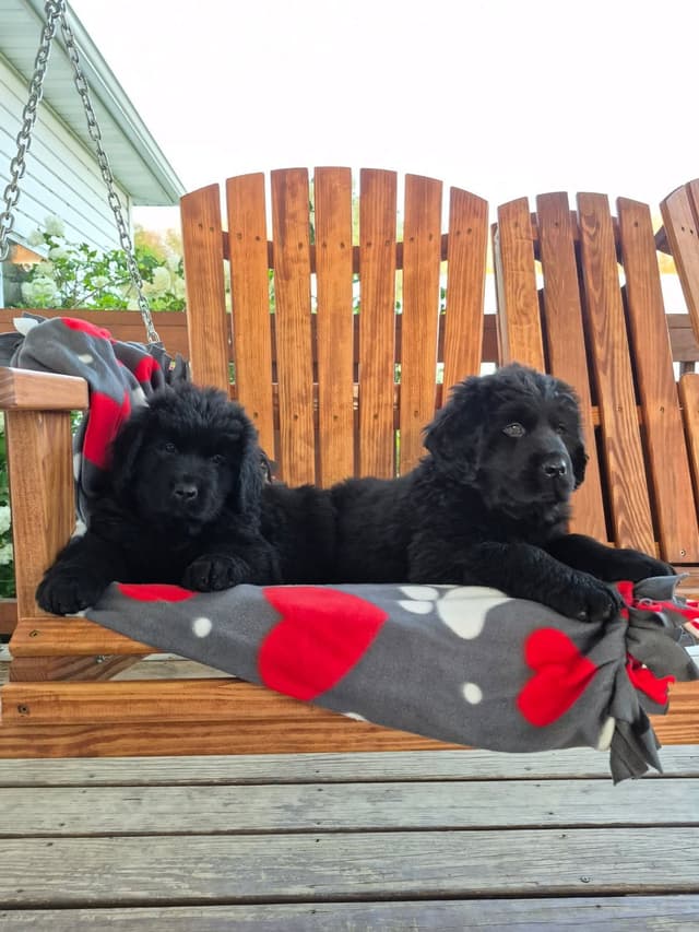 Beautiful OFA Newfoundland Puppies media 13