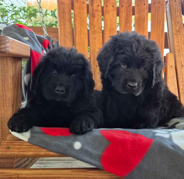 Beautiful OFA Newfoundland Puppies media 14