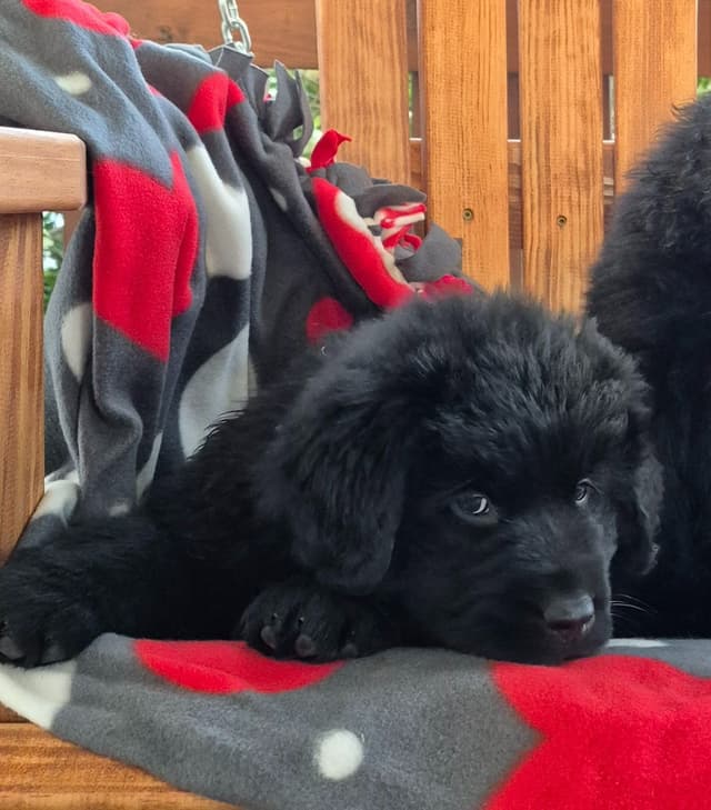 Beautiful OFA Newfoundland Puppies media 15