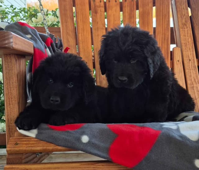 Beautiful OFA Newfoundland Puppies media 16
