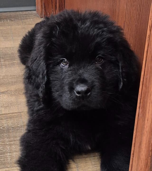 Beautiful OFA Newfoundland Puppies media 18