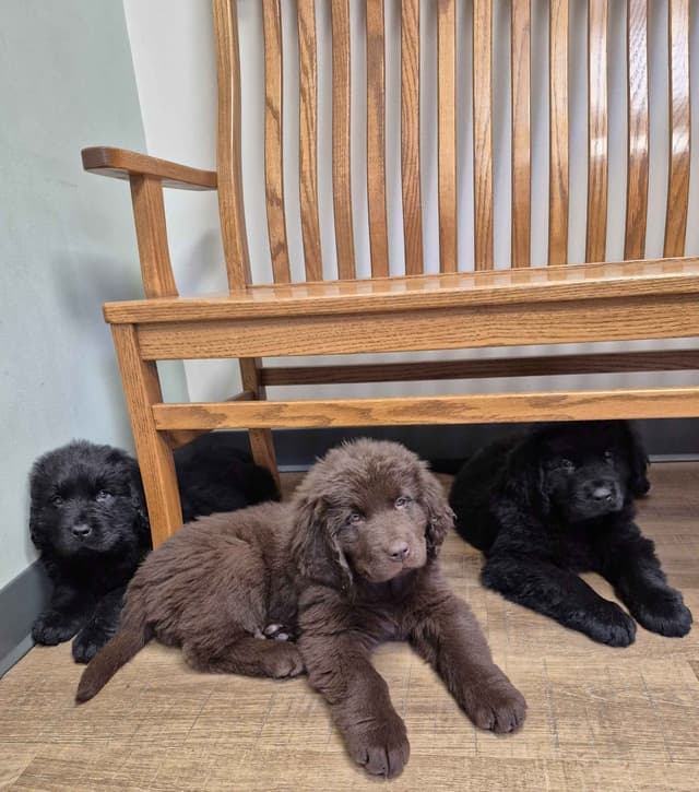 Beautiful OFA Newfoundland Puppies media 2