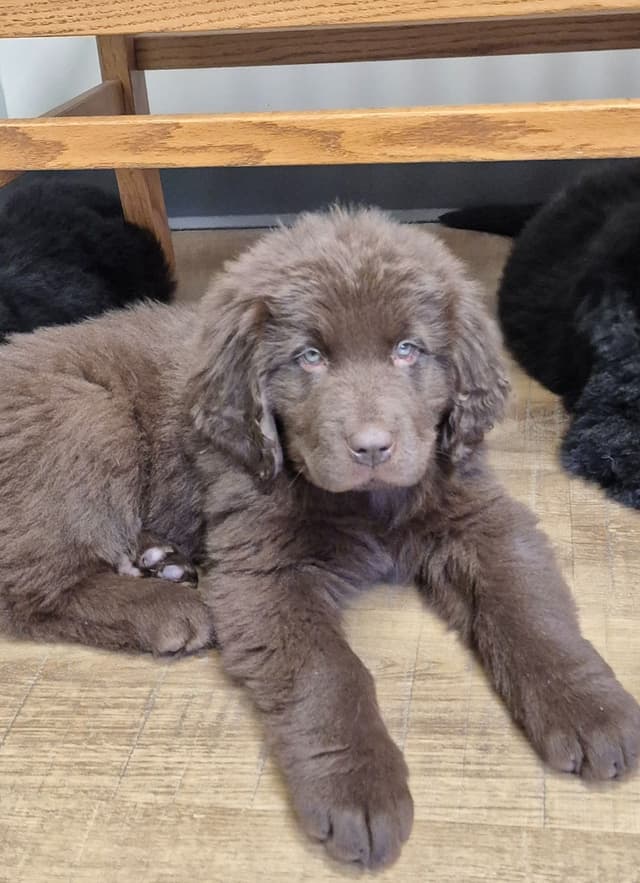 Beautiful OFA Newfoundland Puppies media 3