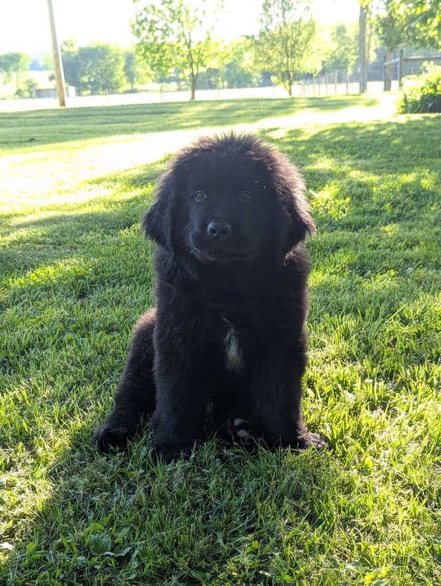 Beautiful OFA Newfoundland Puppies media 4