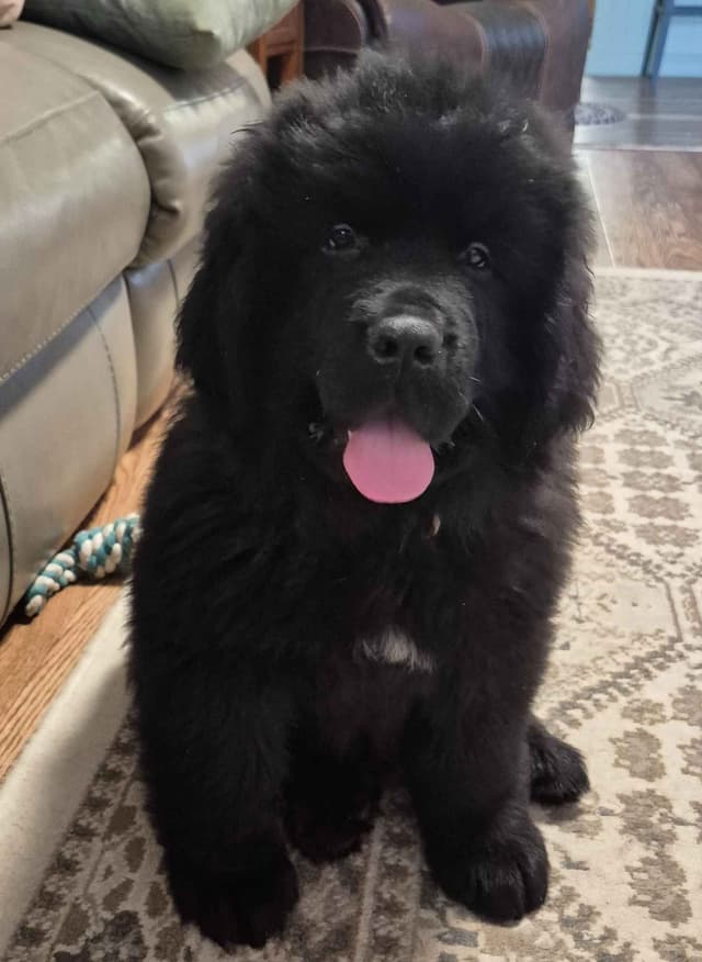 Beautiful OFA Newfoundland Puppies media 5