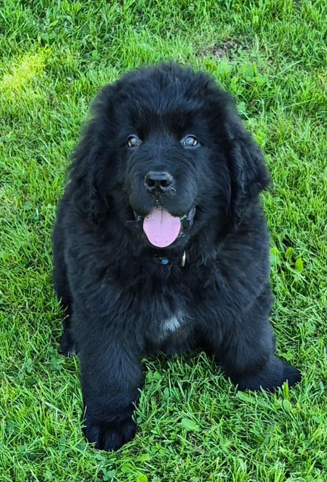 Beautiful OFA Newfoundland Puppies media 6
