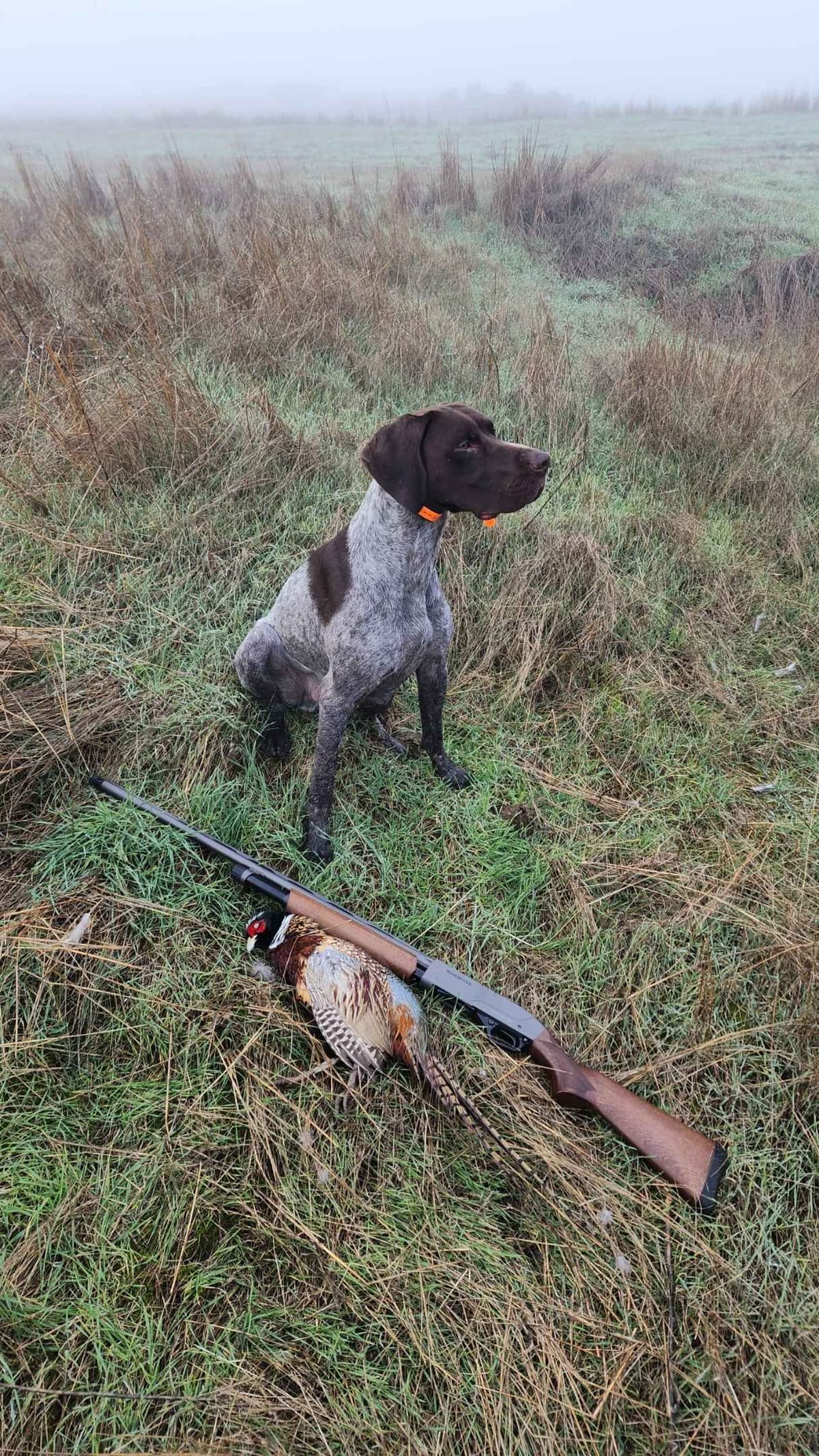 AKC Registered GSP's! Eastern Oregon breeder image 1
