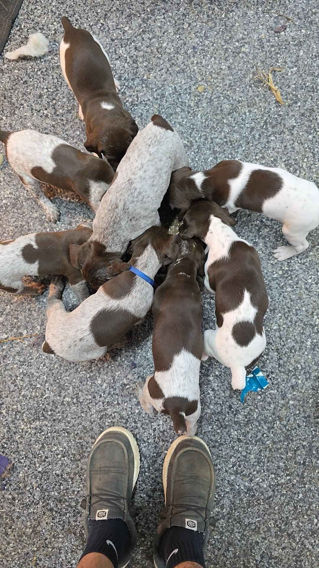 AKC Registered GSP's! Eastern Oregon breeder image 4