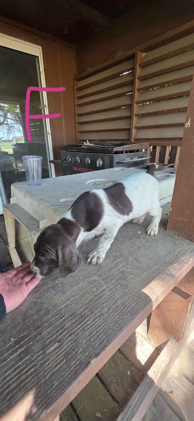 AKC Registered GSP's! Eastern Oregon media 2