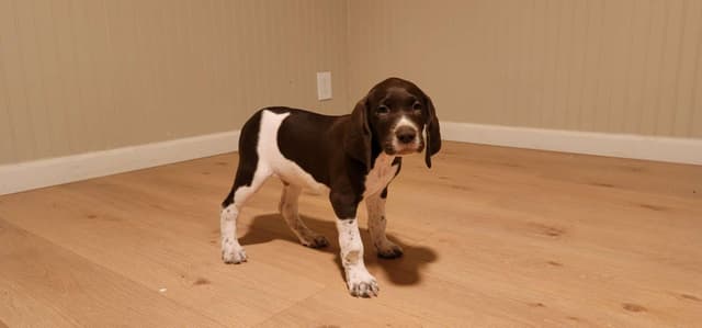 AKC Registered GSP's! Eastern Oregon media 3