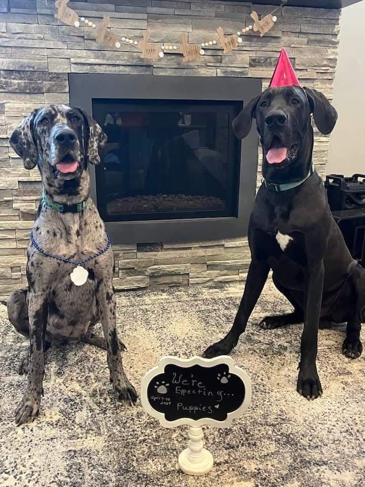 AKC Great Dane Puppies Ready To Go Home!!! breeder image 2