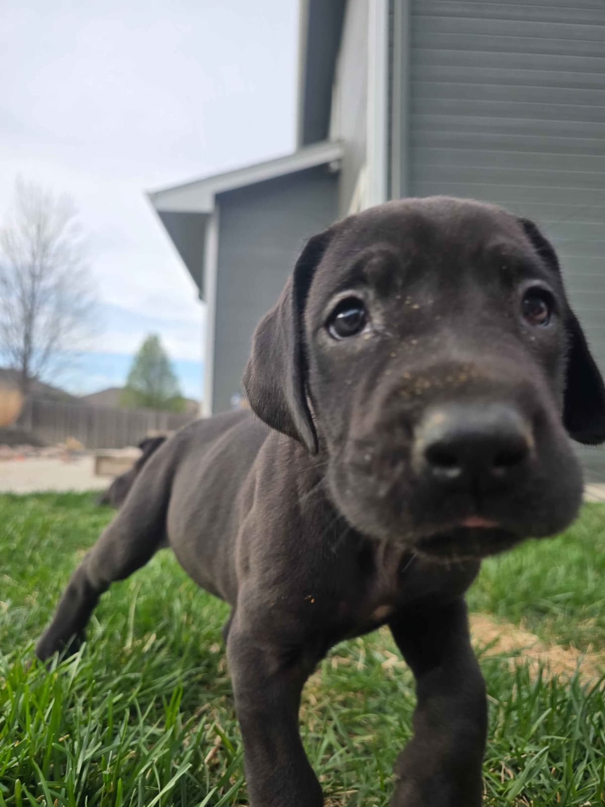 AKC Great Dane Puppies Ready To Go Home!!! breeder image 5