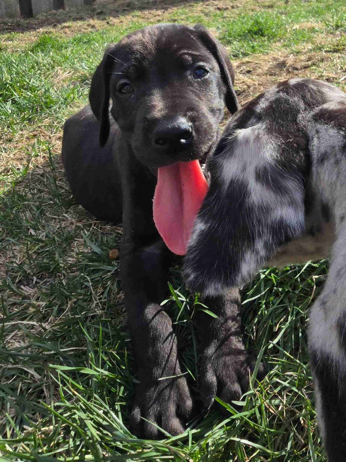 AKC Great Dane Puppies Ready To Go Home!!! breeder image 1