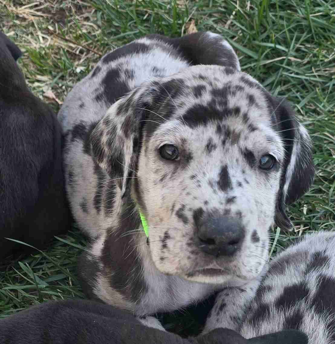 AKC Great Dane Puppies Ready To Go Home!!! breeder image 4