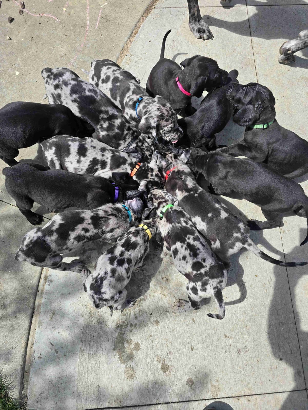 AKC Great Dane Puppies Ready To Go Home!!! breeder image 7