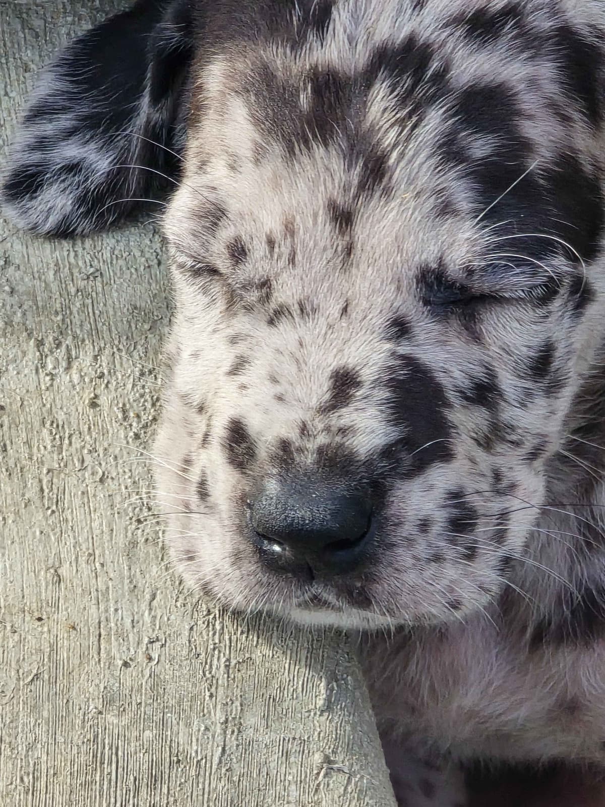 AKC Great Dane Puppies Ready To Go Home!!! breeder image 8