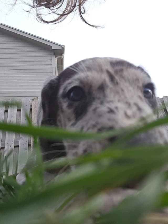 AKC Great Dane Puppies Ready To Go Home!!! media 8