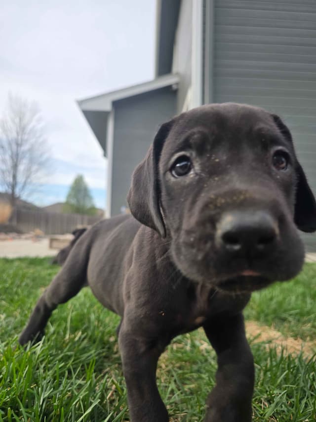 AKC Great Dane Puppies Ready To Go Home!!! media 7