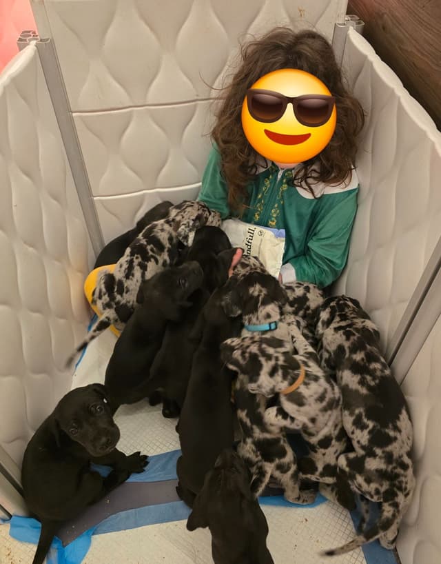 AKC Great Dane Puppies Ready To Go Home!!! media 9