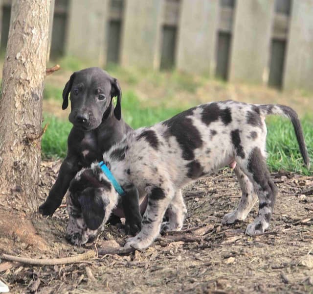 AKC Great Dane Puppies Ready To Go Home!!! media 10