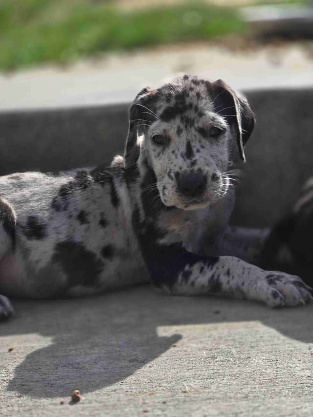 AKC Great Dane Puppies Ready To Go Home!!! media 11
