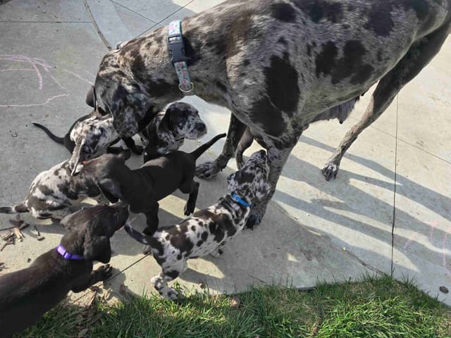 AKC Great Dane Puppies Ready To Go Home!!! media 12