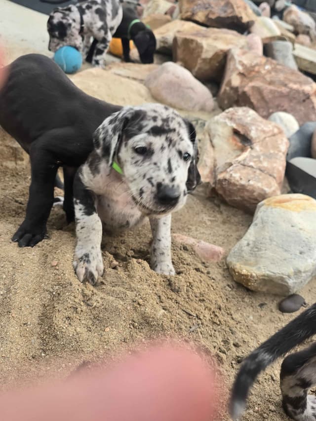 AKC Great Dane Puppies Ready To Go Home!!! media 13