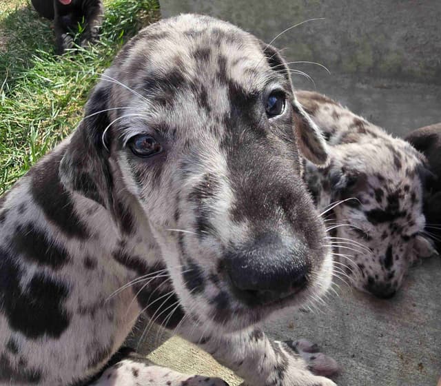AKC Great Dane Puppies Ready To Go Home!!! media 2