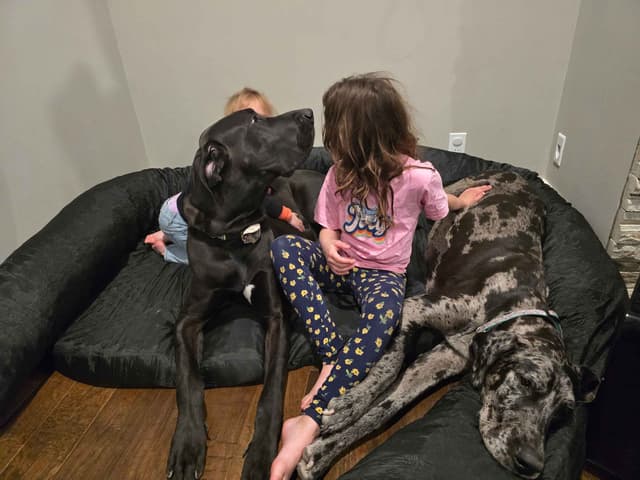 AKC Great Dane Puppies Ready To Go Home!!! media 15