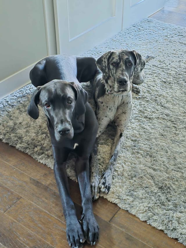 AKC Great Dane Puppies Ready To Go Home!!! media 16