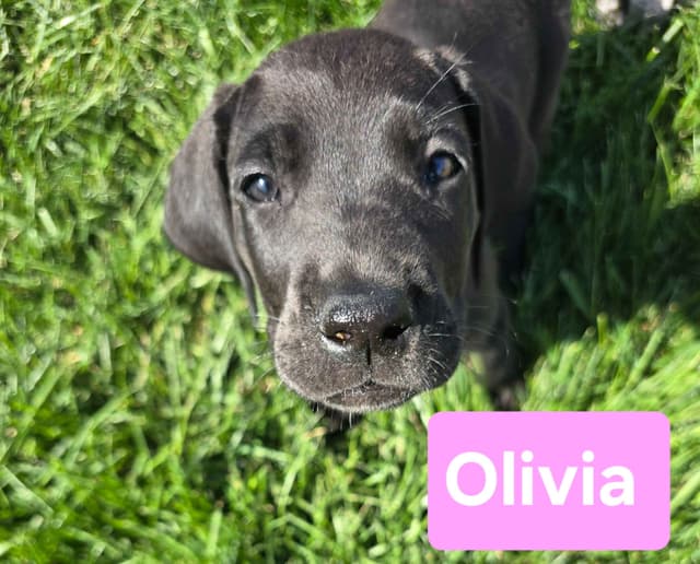 AKC Great Dane Puppies Ready To Go Home!!! media 5