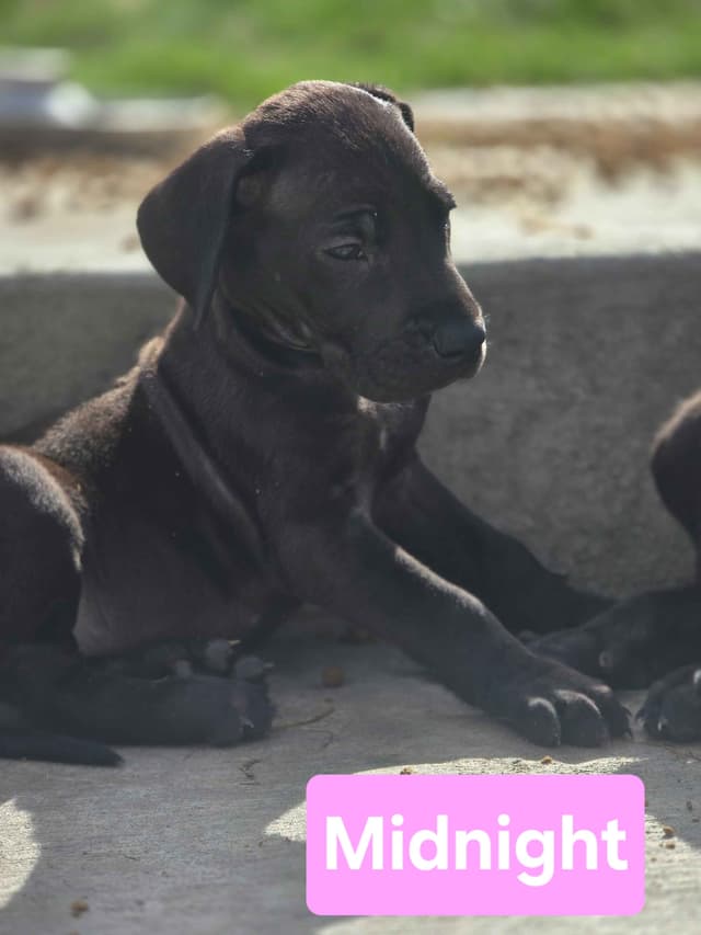 AKC Great Dane Puppies Ready To Go Home!!! media 4