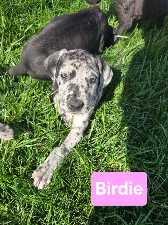 AKC Great Dane Puppies Ready To Go Home!!! media 3