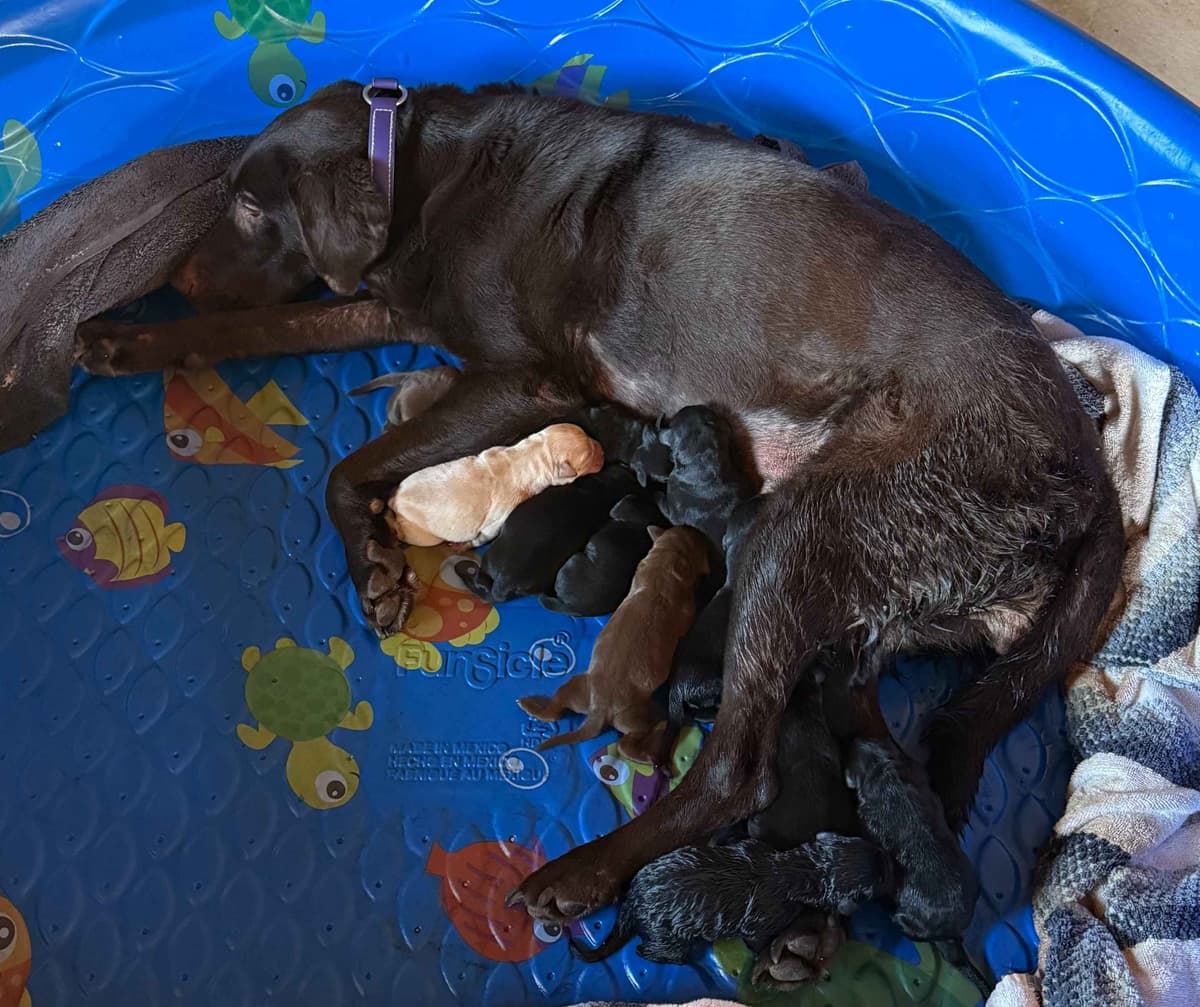 Labrador Retriever Puppies breeder image 1