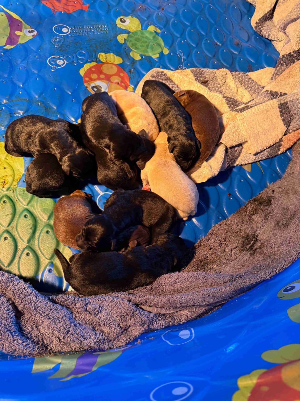Labrador Retriever Puppies breeder image 4