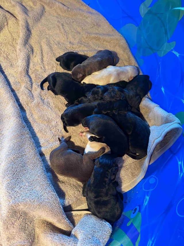 Labrador Retriever Puppies media 5