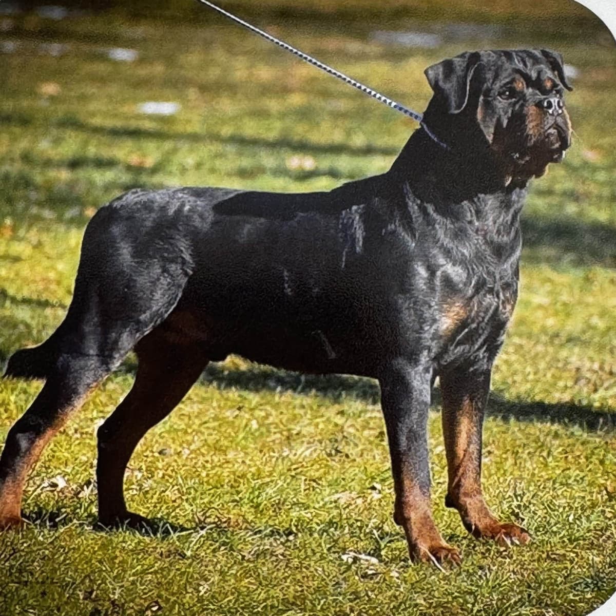 Alpha Hip Cert❤️🐾Rottweiler Puppies❤️Text or Call 717-837-3023 breeder image 3